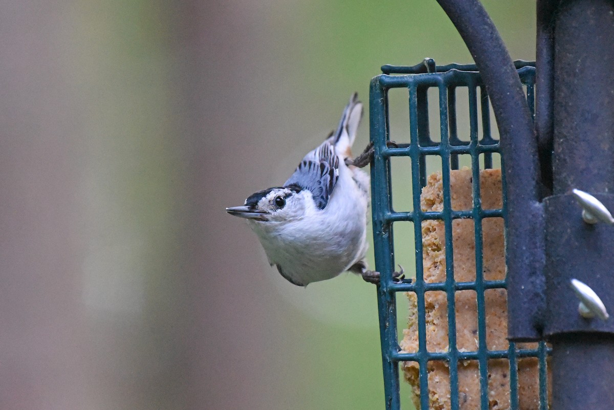 White-breasted Nuthatch - ML620325196