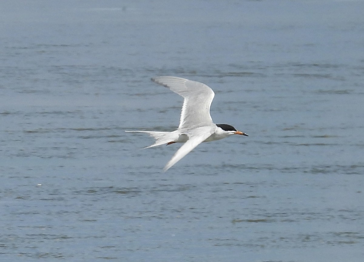 Forster's Tern - ML620325198