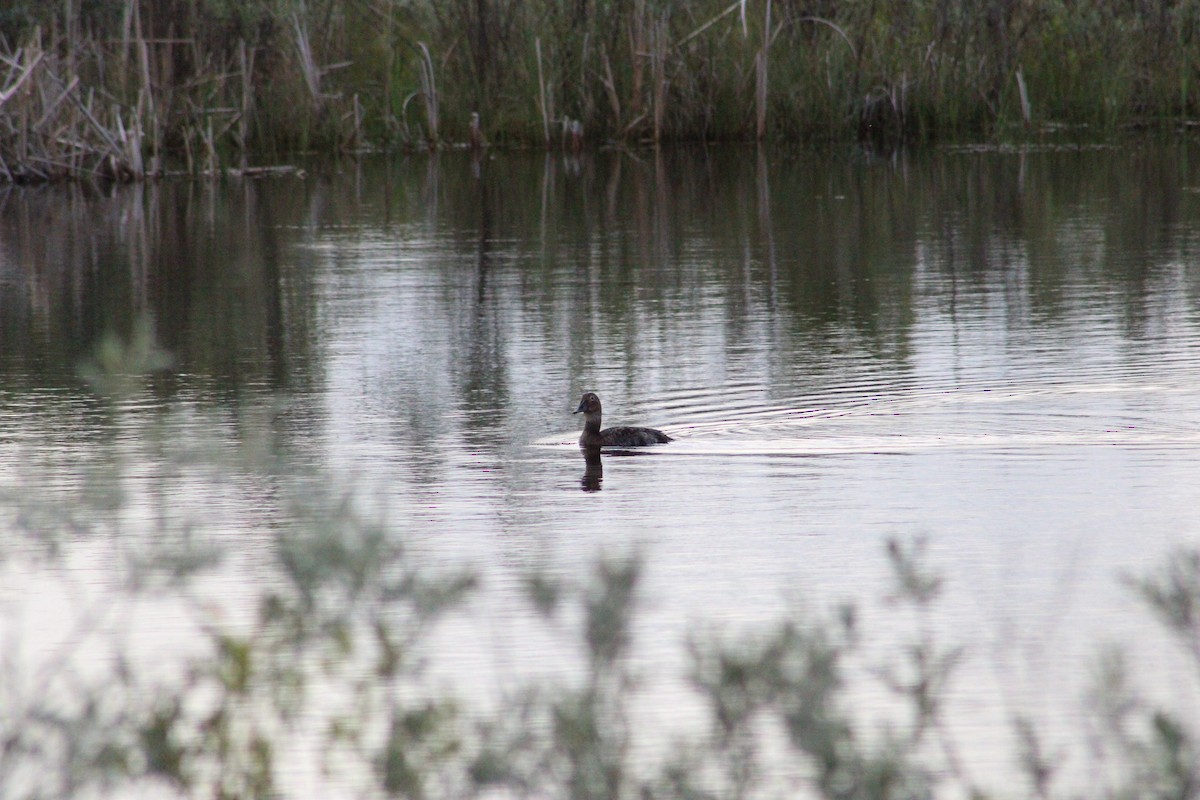 Canvasback - ML620325201