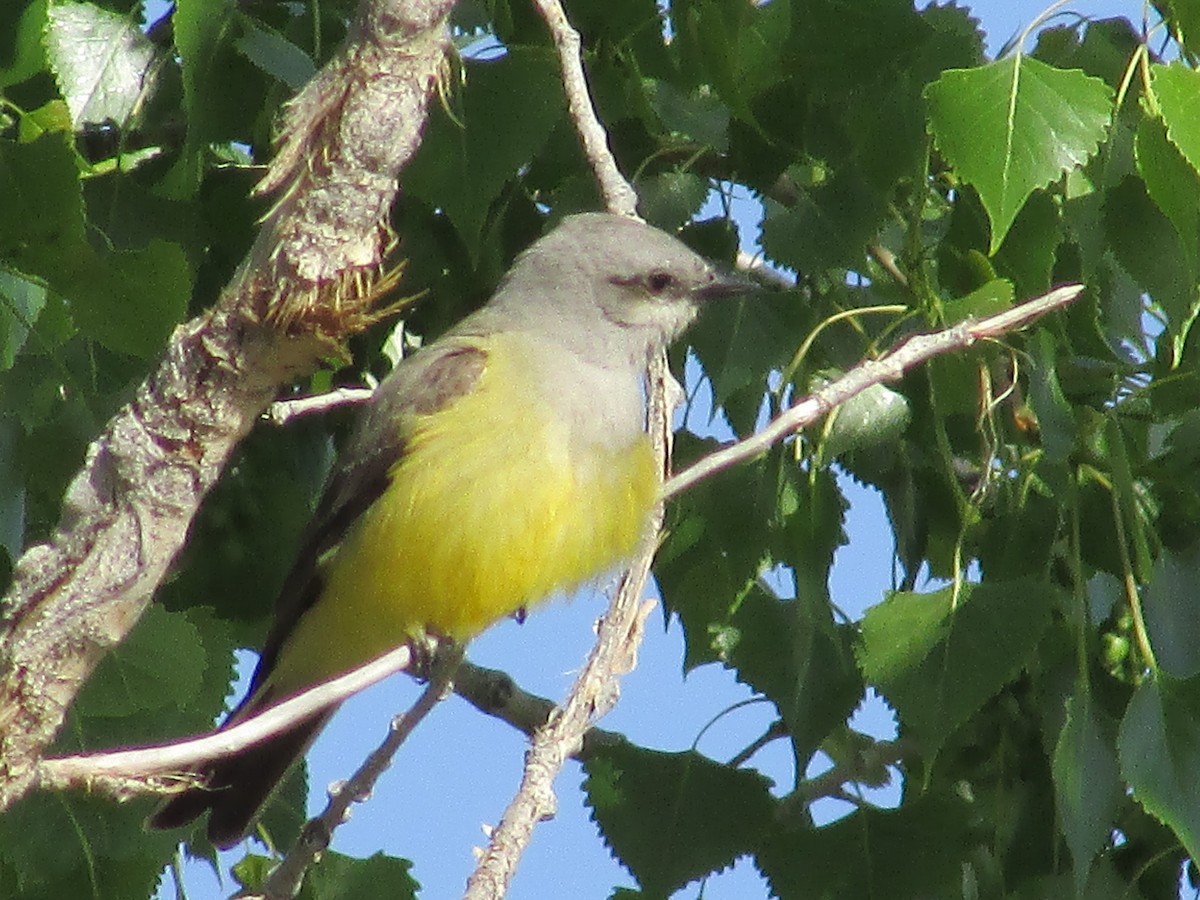 Western Kingbird - ML620325206