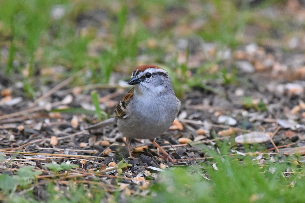 Chipping Sparrow - ML620325218