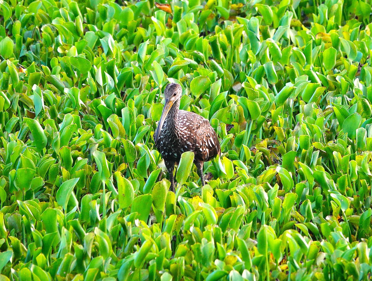 Limpkin (Speckled) - ML620325224