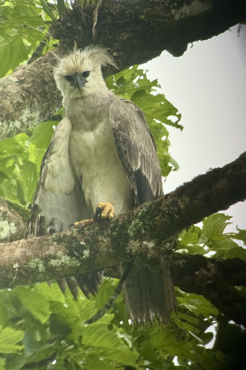 Harpy Eagle - ML620325230