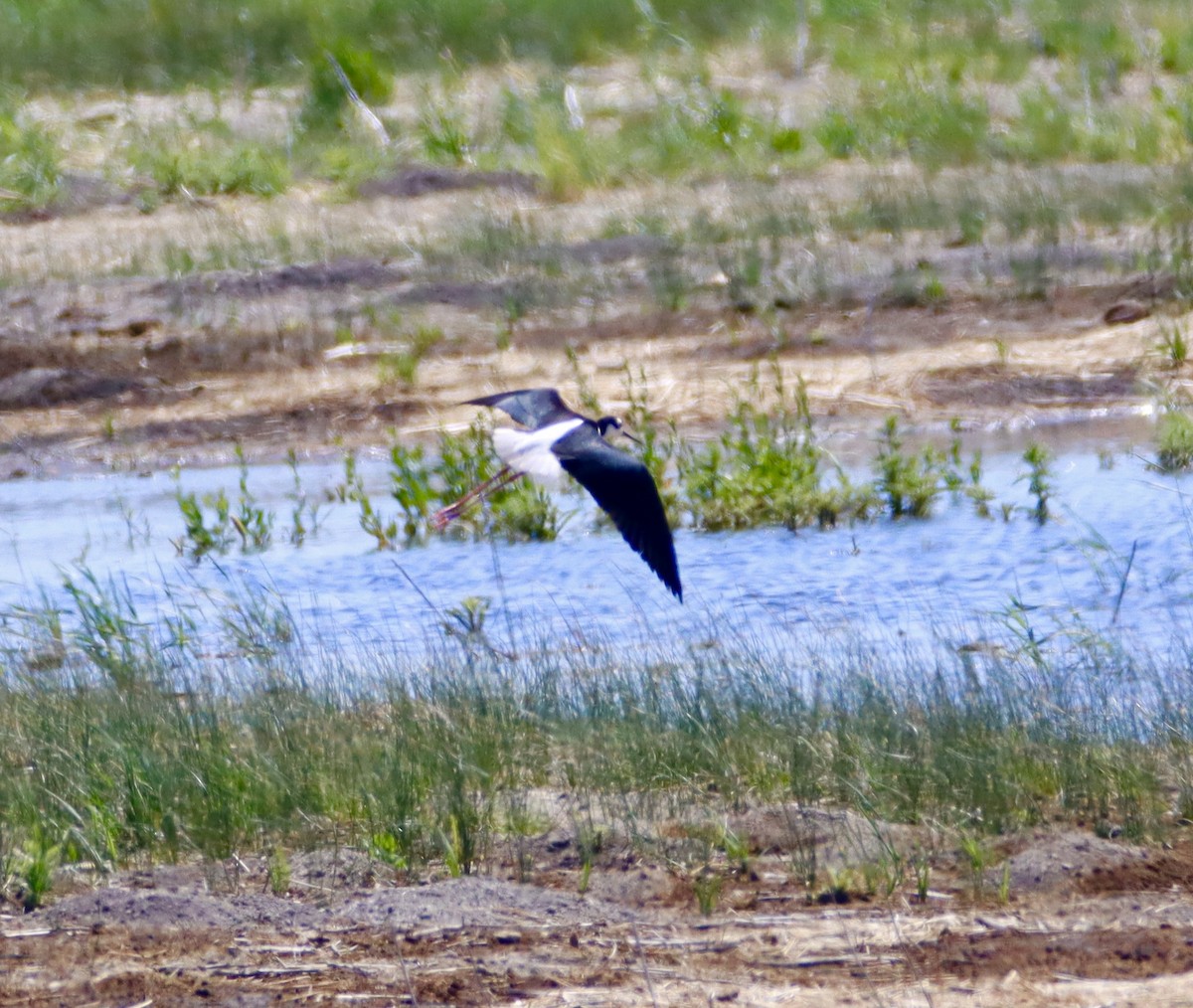 Black-necked Stilt - ML620325232