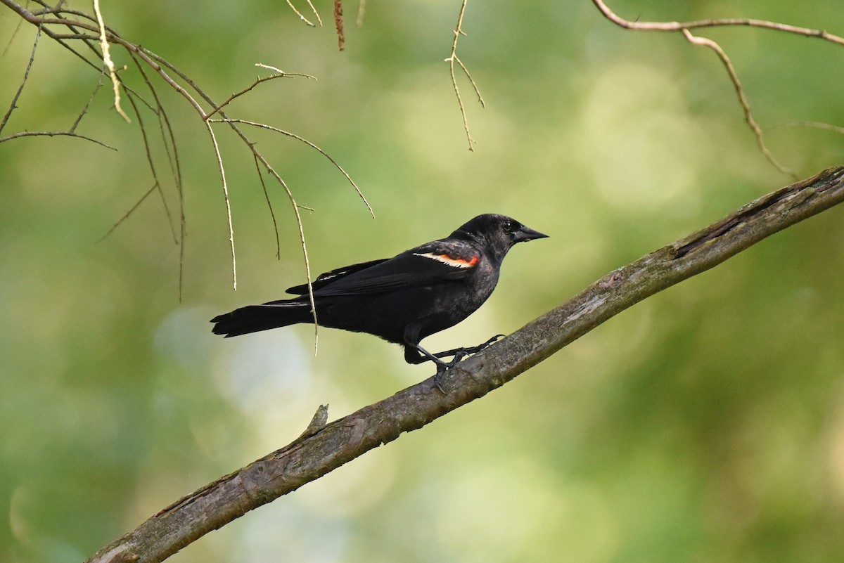 Red-winged Blackbird - ML620325244