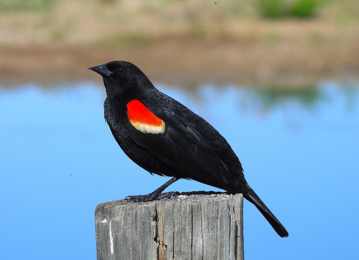 Red-winged Blackbird - ML620325258