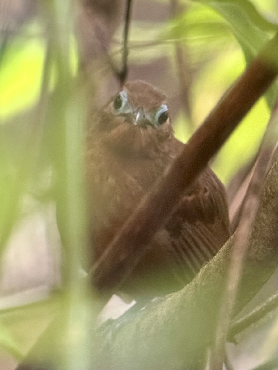 Bare-crowned Antbird - ML620325262