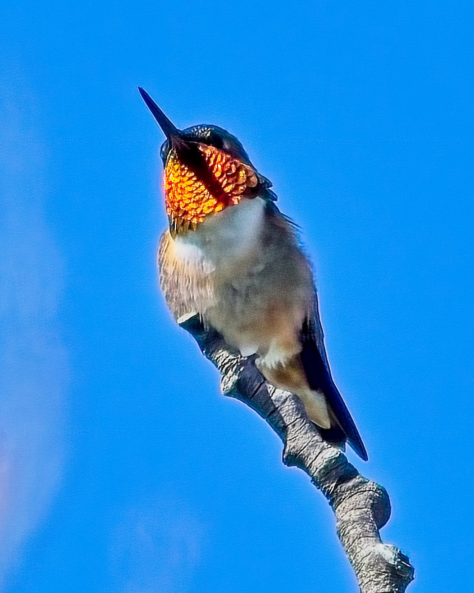 Rufous Hummingbird - ML620325267