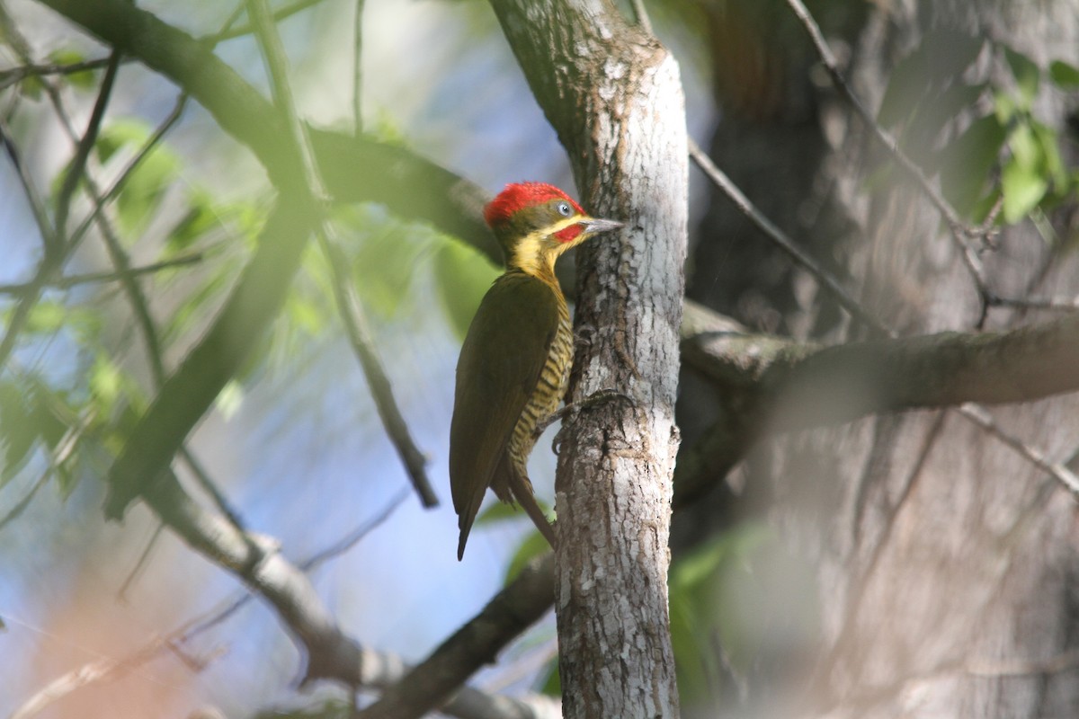 Carpintero Verdiamarillo - ML620325273