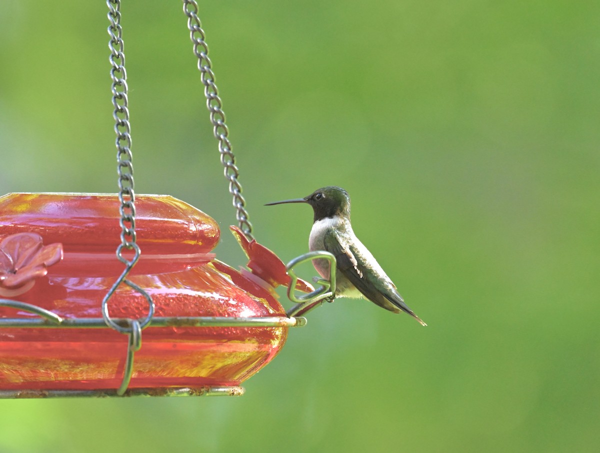 Ruby-throated Hummingbird - ML620325300