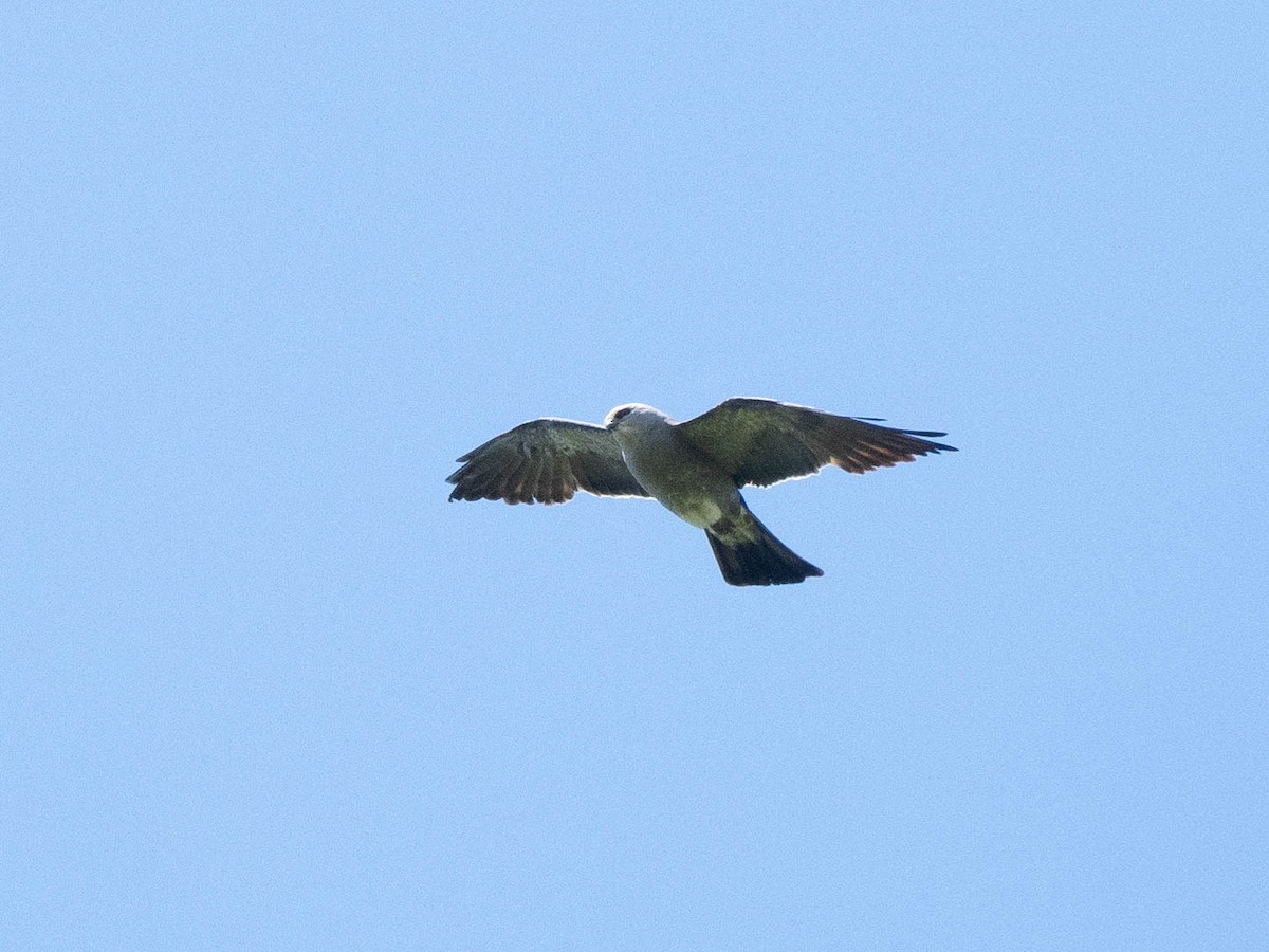 Mississippi Kite - ML620325301