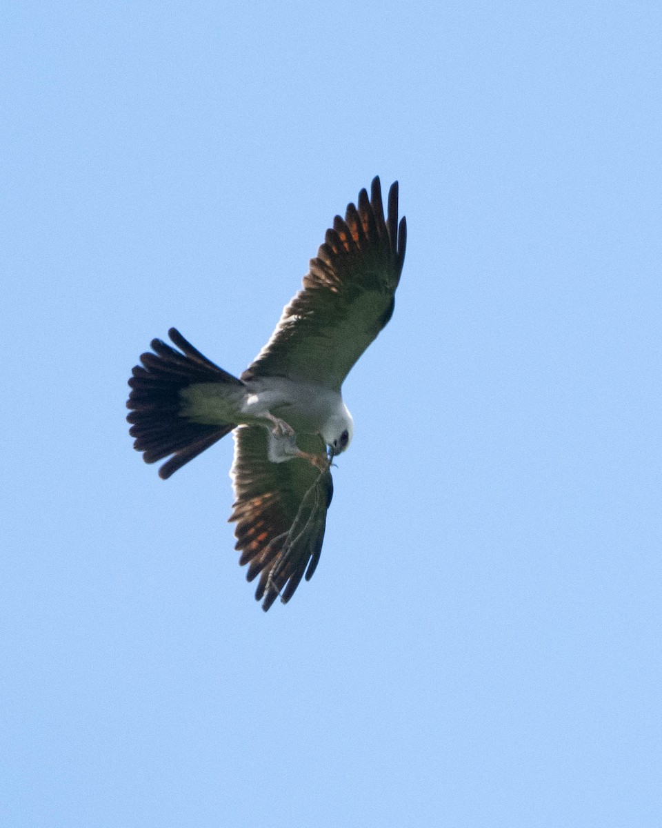 Mississippi Kite - ML620325303