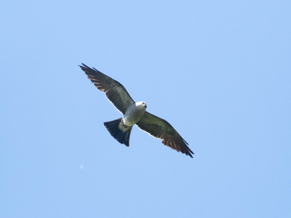 Mississippi Kite - ML620325305