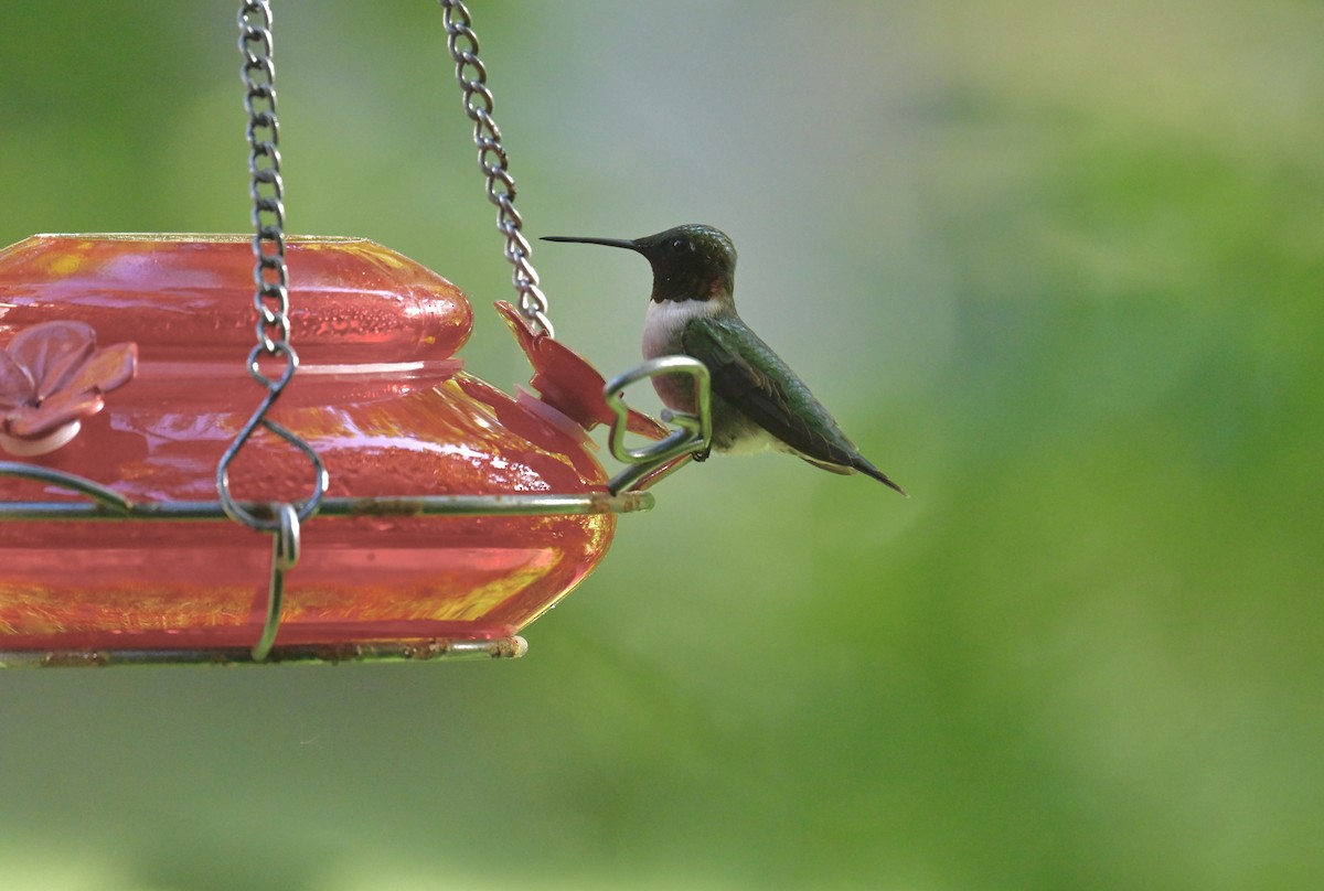 Ruby-throated Hummingbird - ML620325307