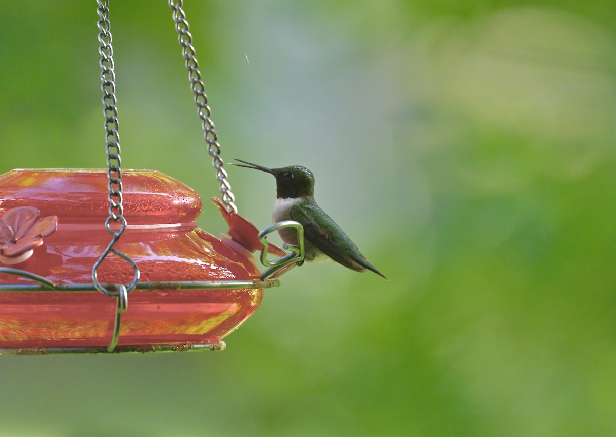 Ruby-throated Hummingbird - ML620325309