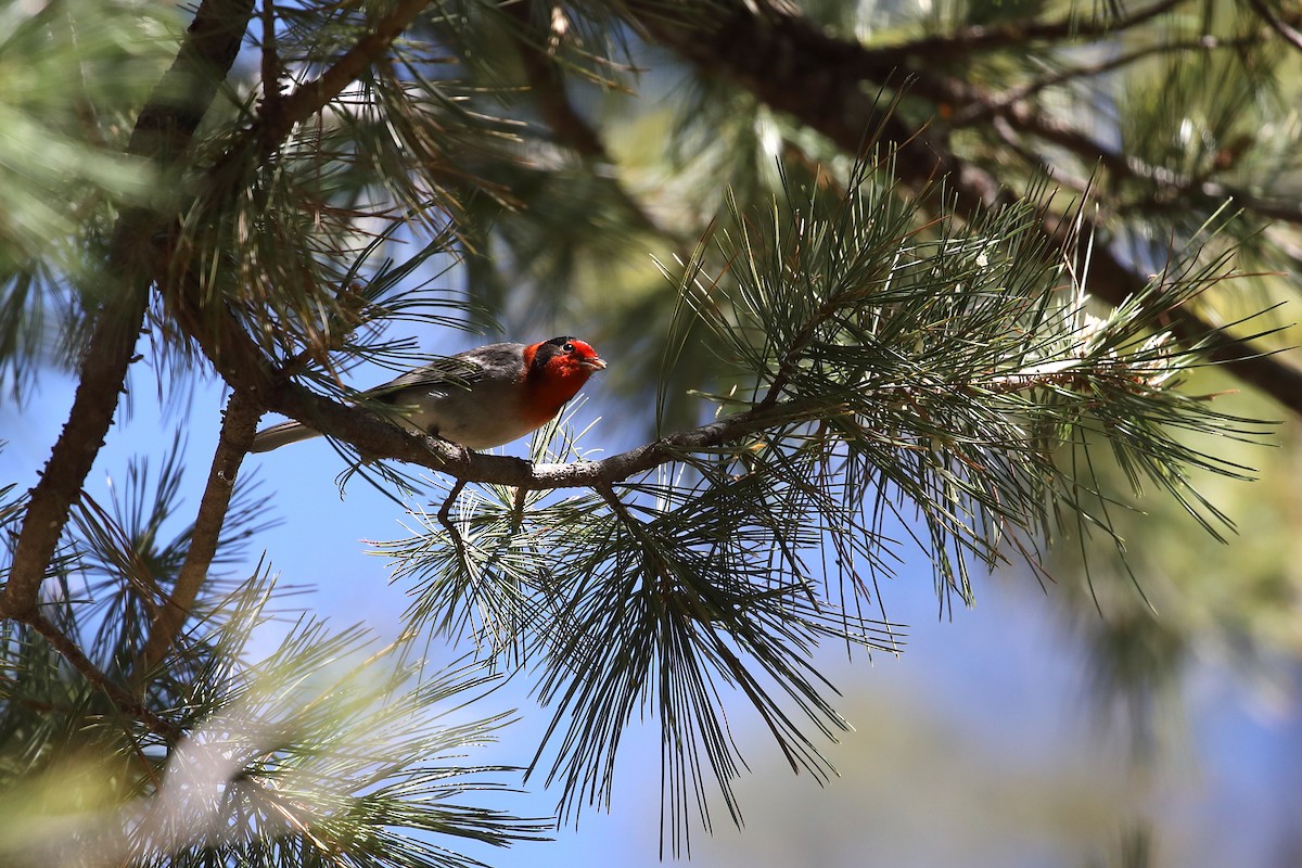 Red-faced Warbler - ML620325310