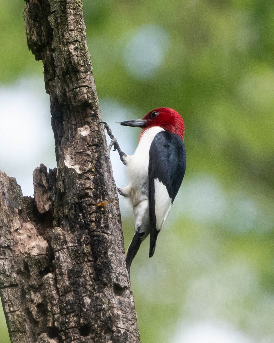 Red-headed Woodpecker - ML620325314
