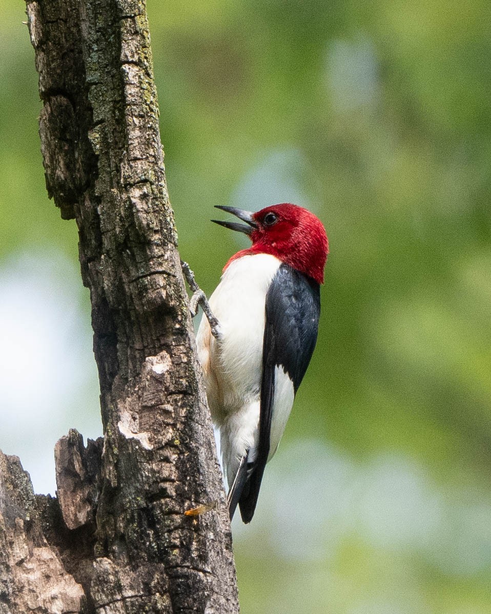 Red-headed Woodpecker - ML620325315
