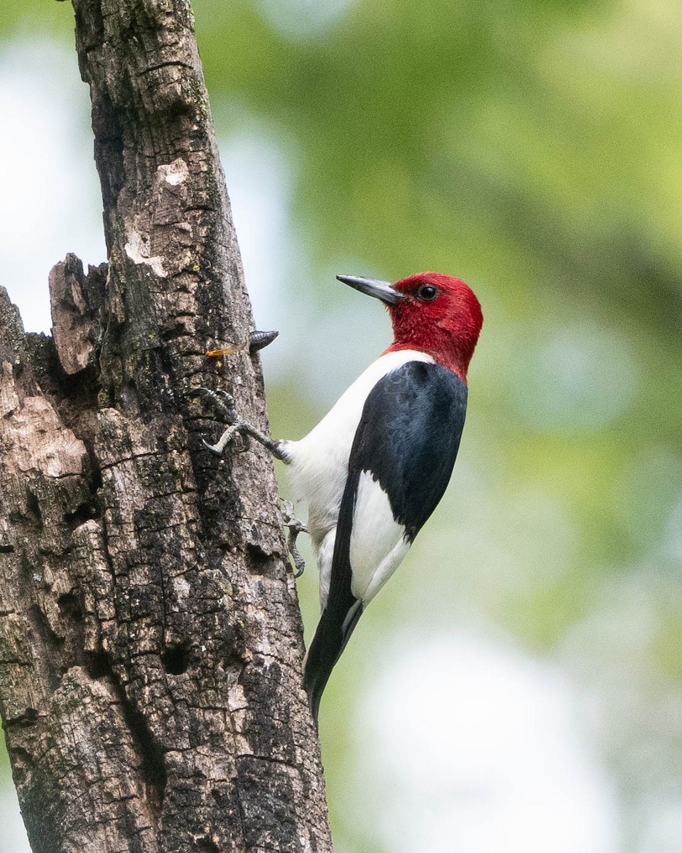 Red-headed Woodpecker - ML620325316