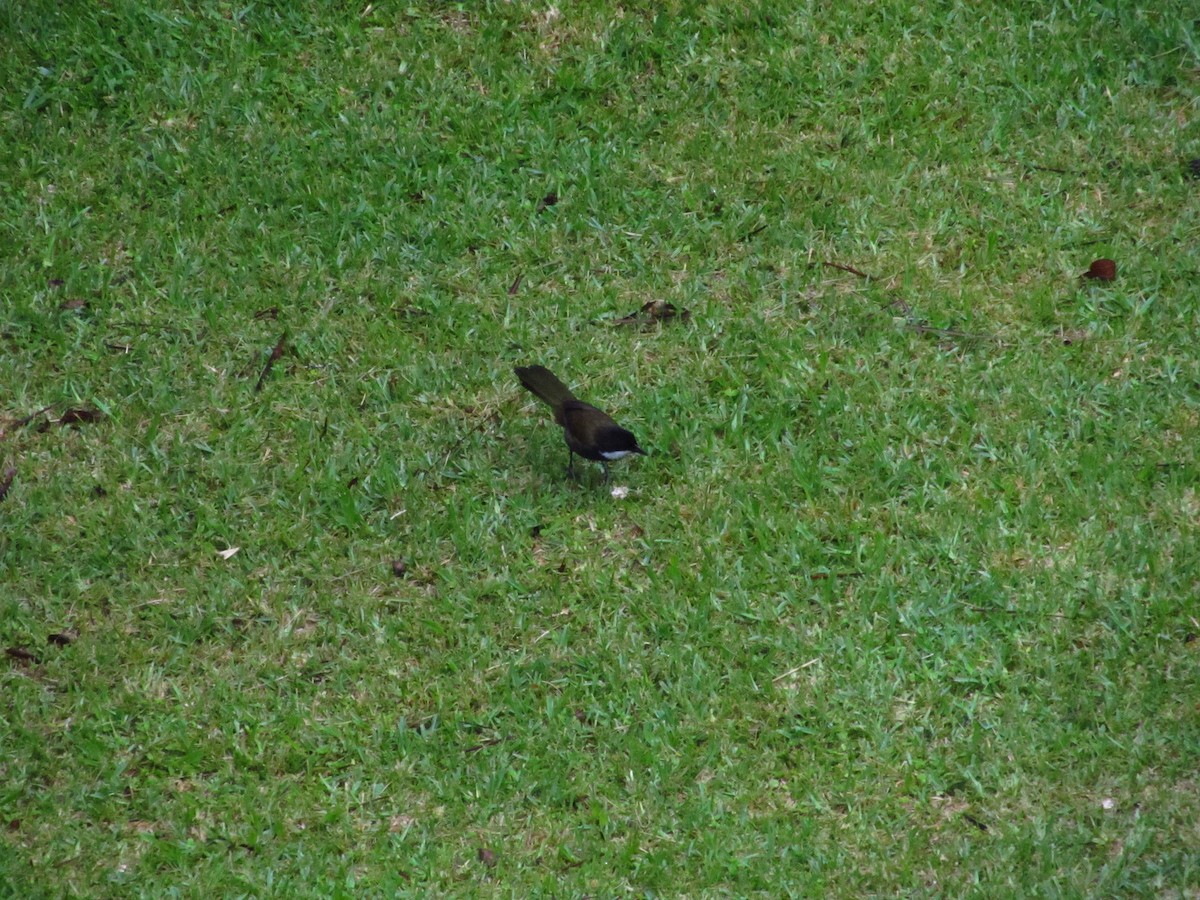 Eastern Whipbird - ML620325318