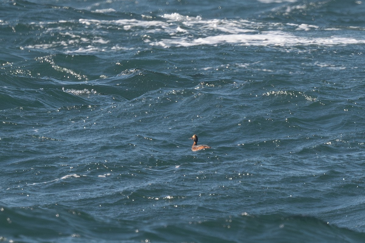 Horned Grebe - ML620325325