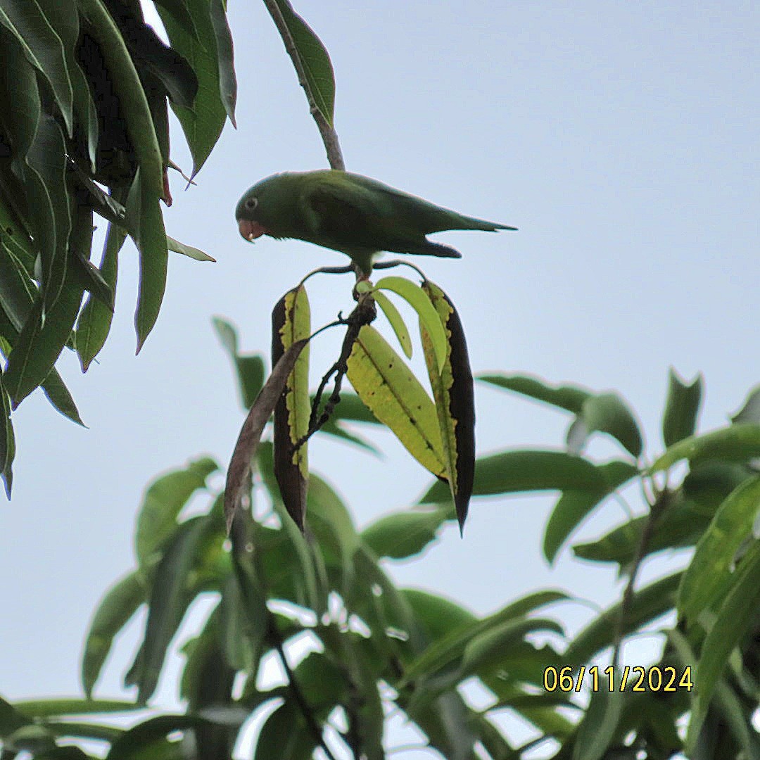 Orange-chinned Parakeet - ML620325328