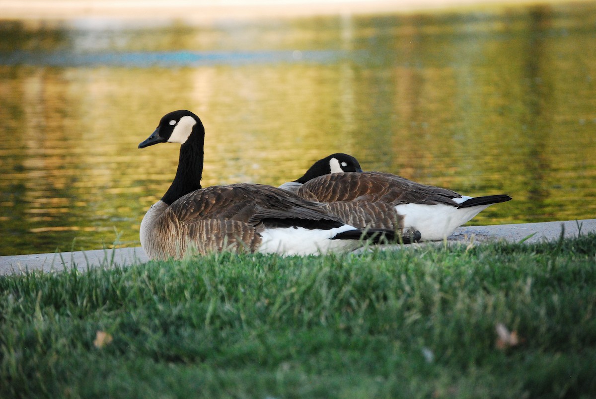 Canada Goose - ML620325333