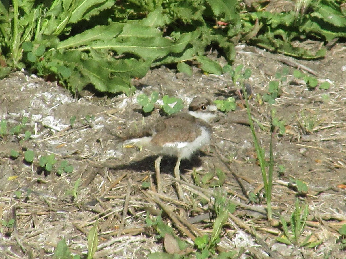 Killdeer - ML620325343