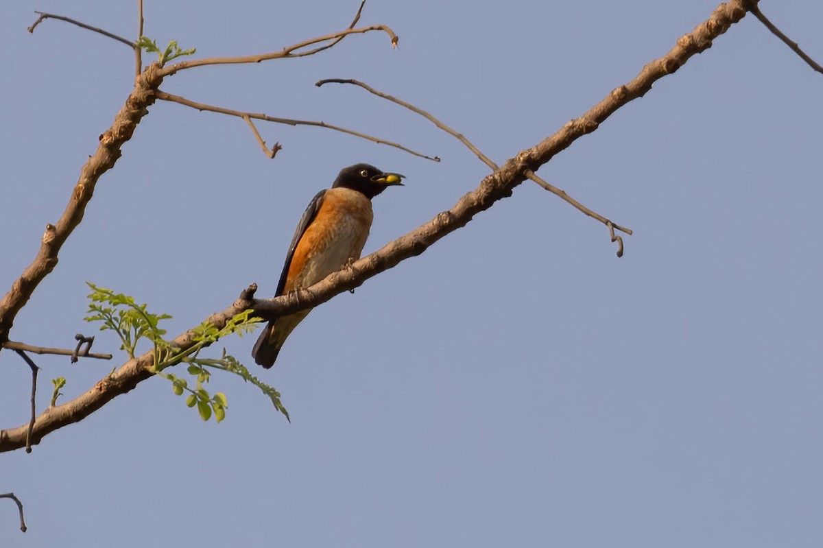 Spot-winged Starling - ML620325345