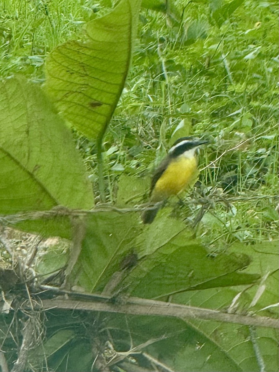 Lesser Kiskadee - ML620325346