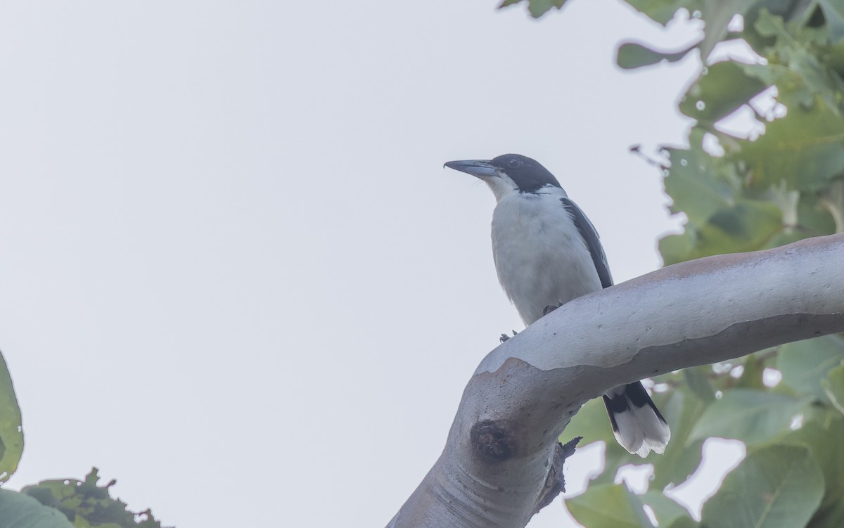 Silver-backed Butcherbird - ML620325350