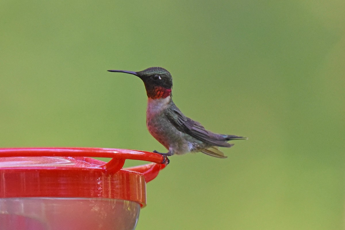 Ruby-throated Hummingbird - ML620325355