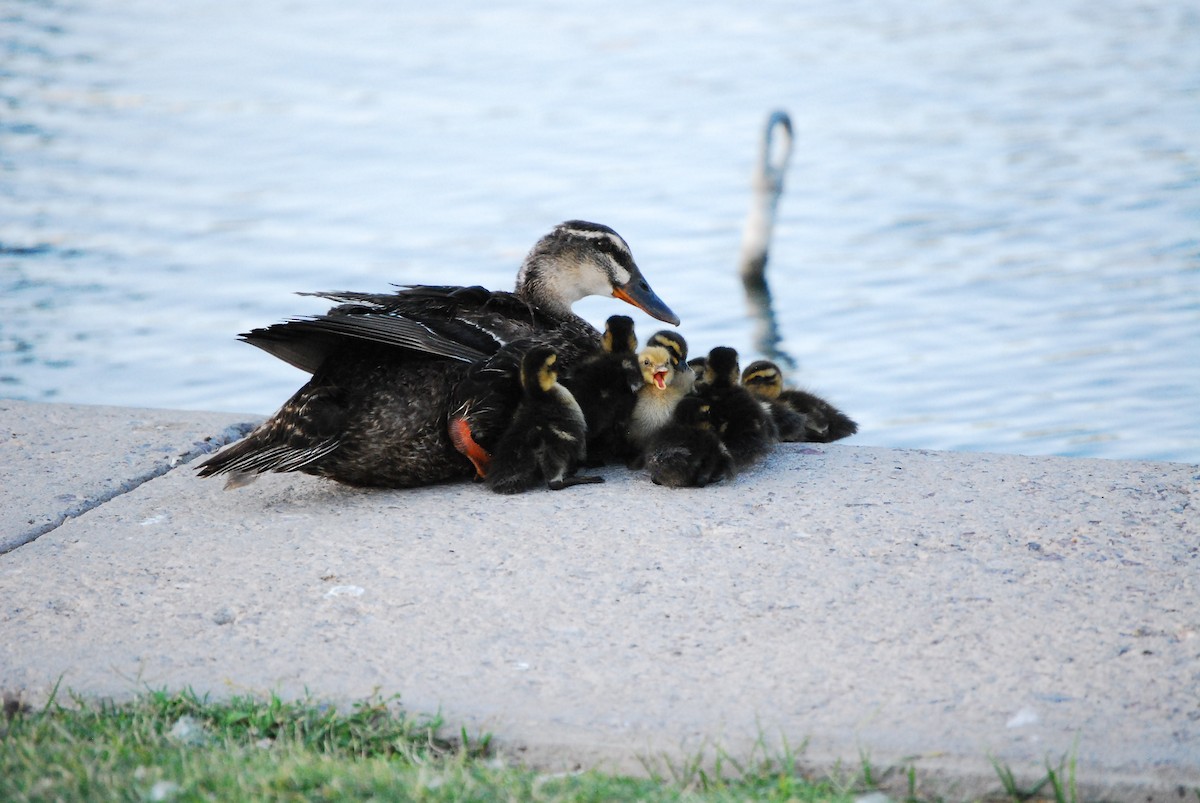 Mallard (Domestic type) - ML620325359