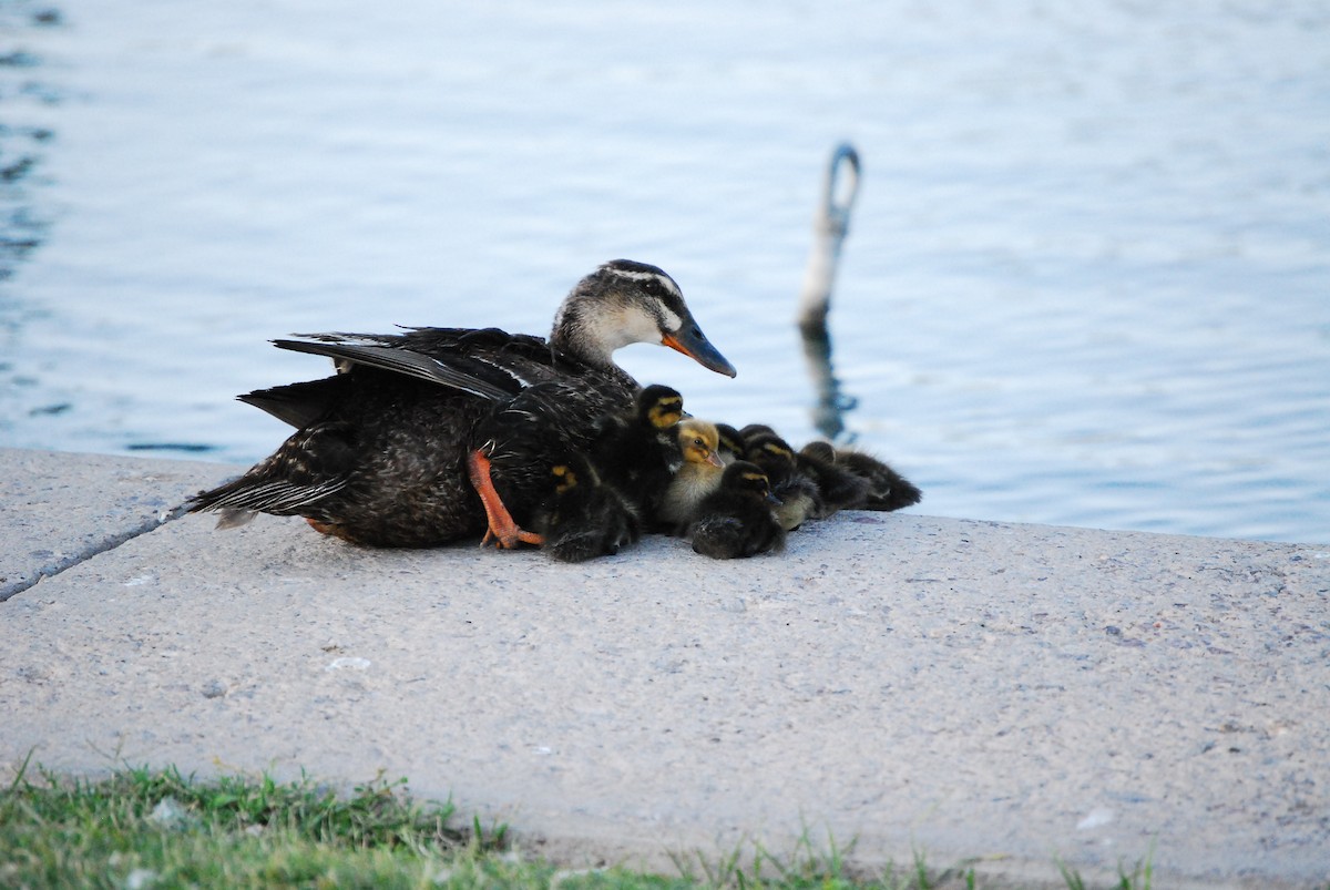 Mallard (Domestic type) - ML620325361