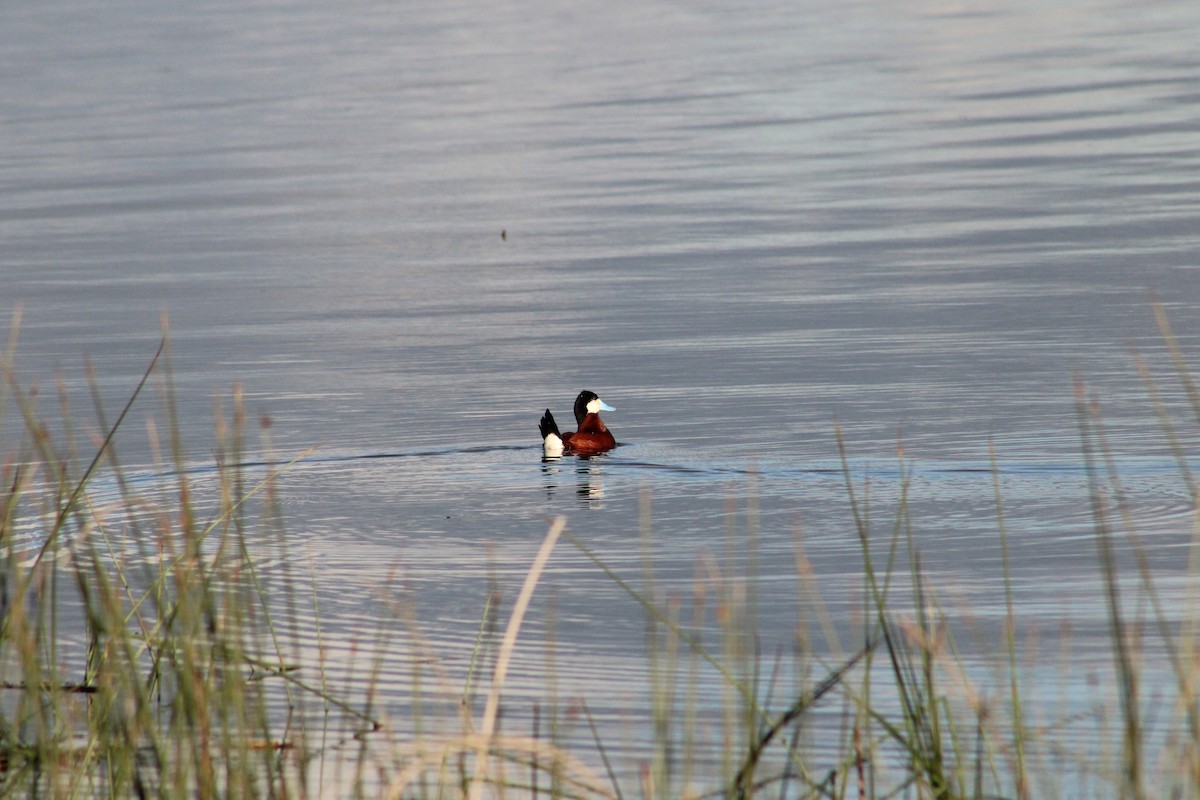 Ruddy Duck - ML620325368