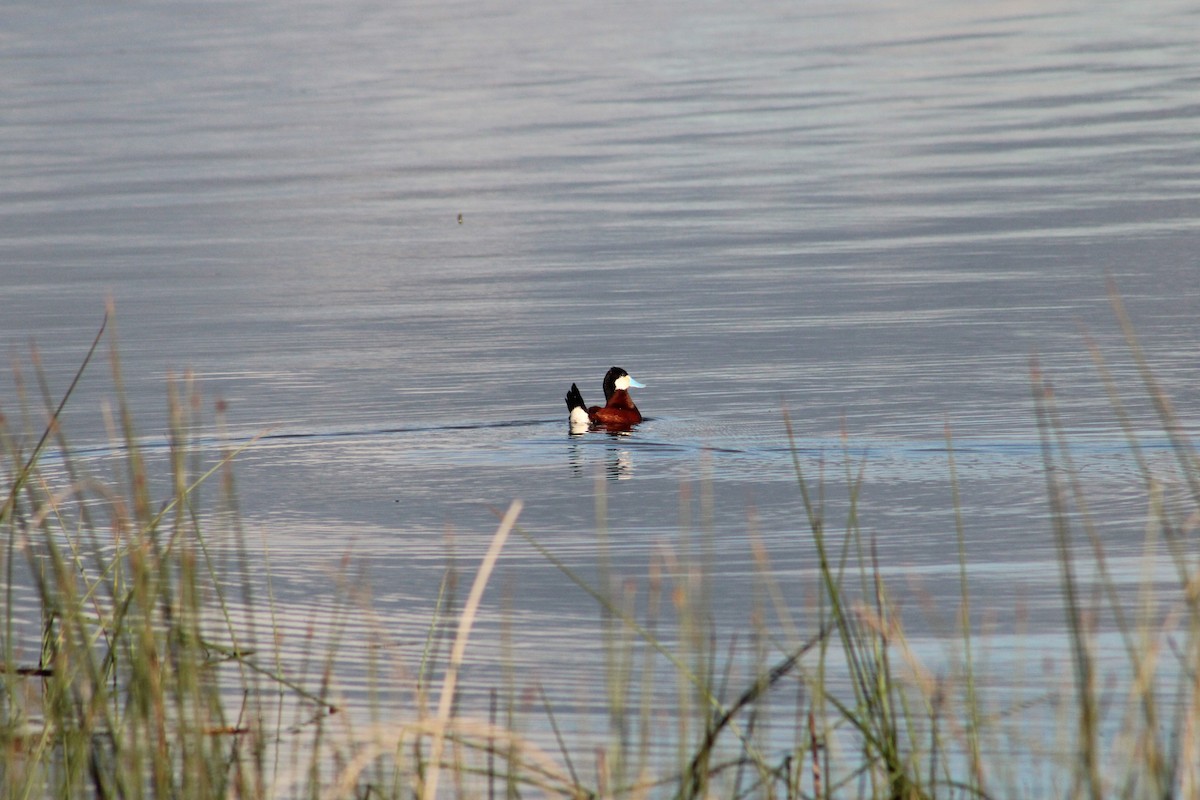 Ruddy Duck - ML620325369