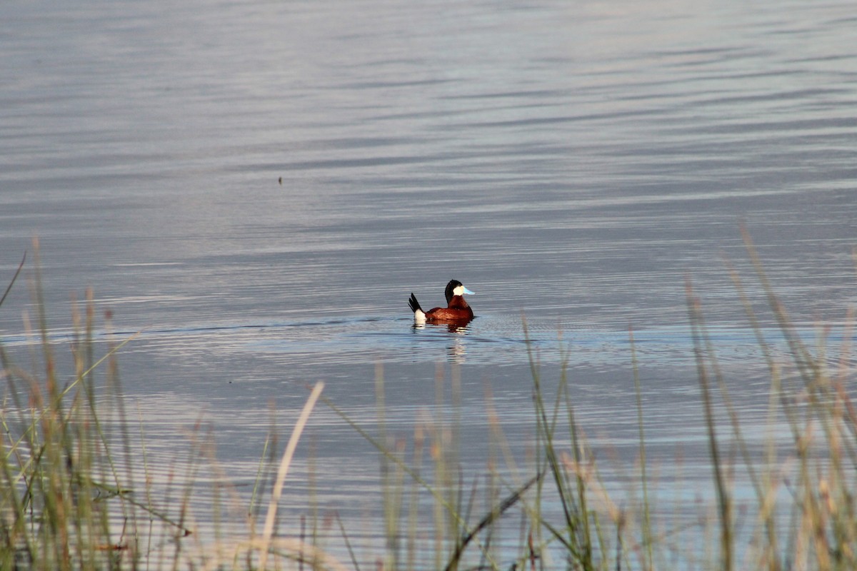 Ruddy Duck - ML620325370