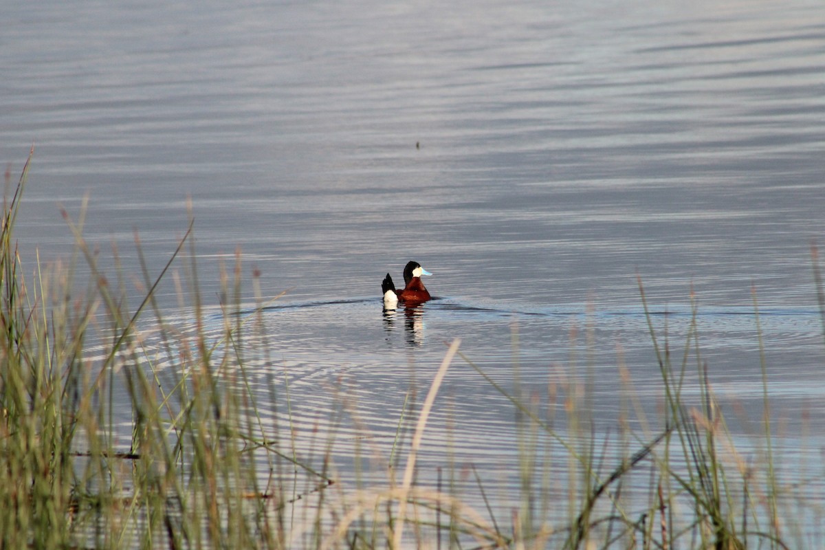 Ruddy Duck - ML620325371