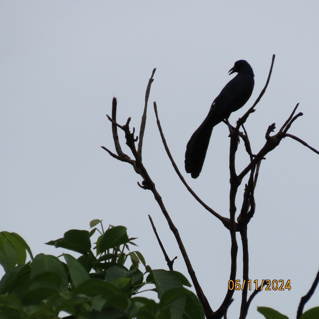 Great-tailed Grackle - ML620325374
