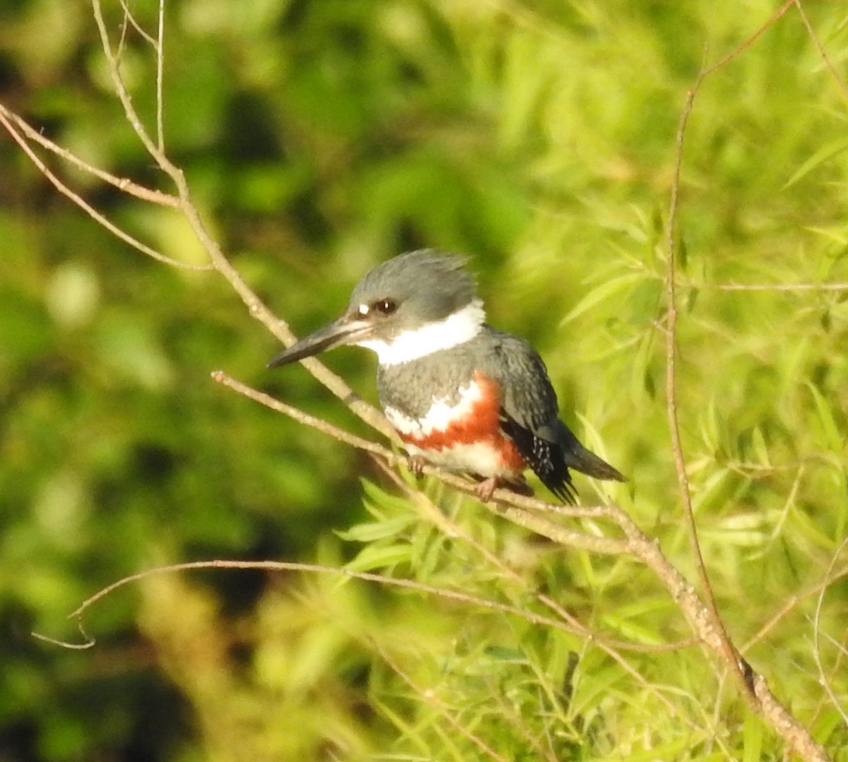 Belted Kingfisher - ML620325375