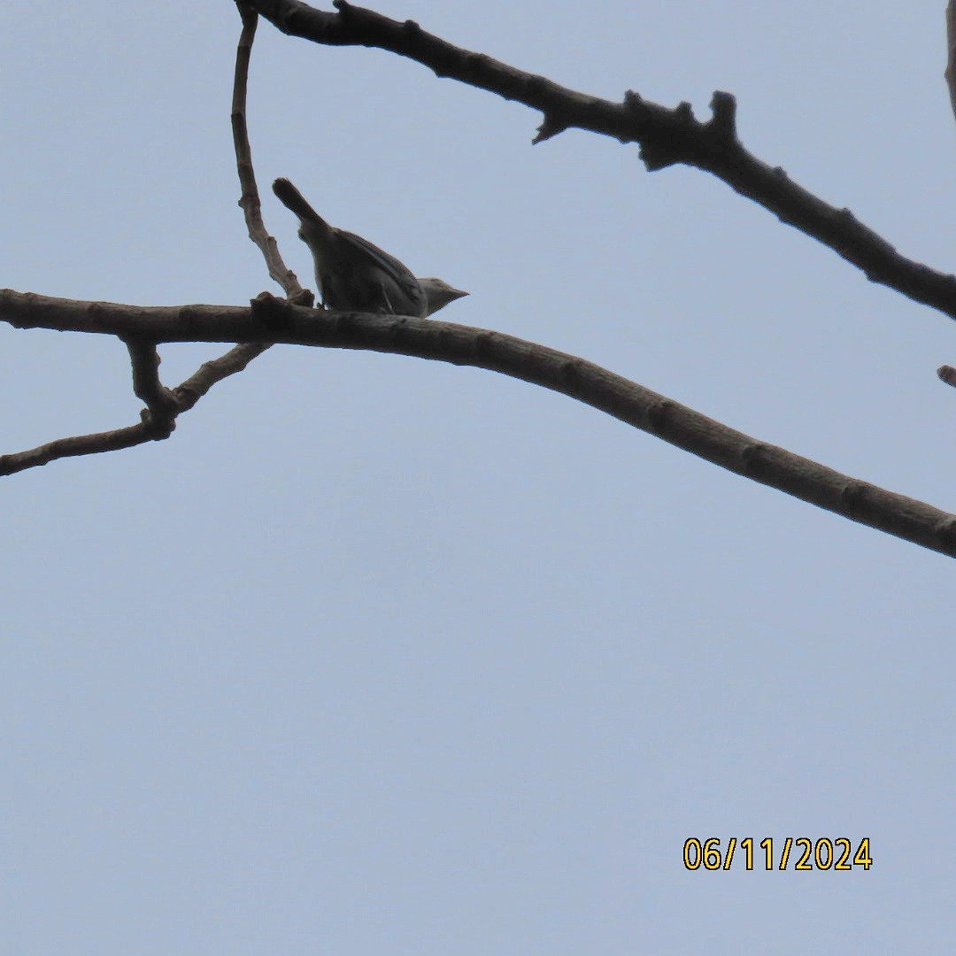 Blue-gray Tanager - ML620325376