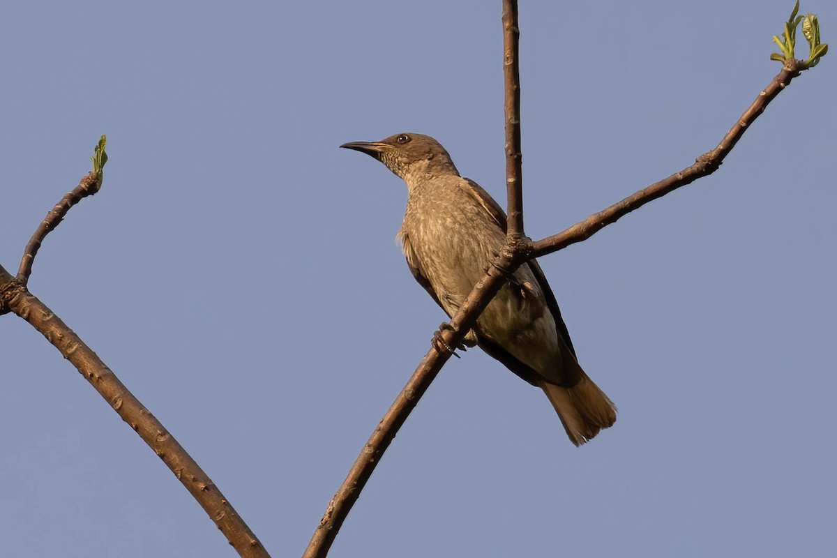 Spot-winged Starling - ML620325378