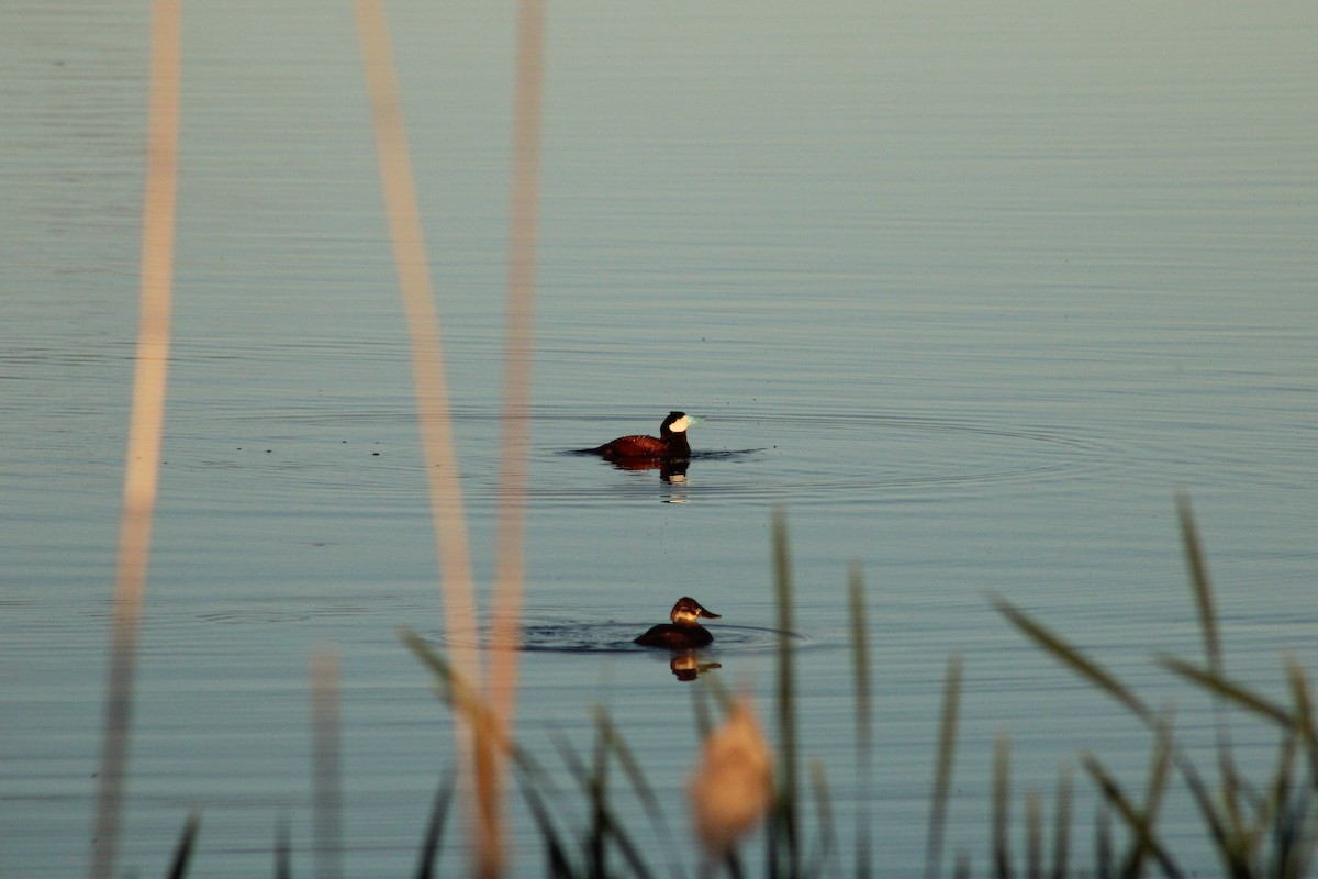 Ruddy Duck - ML620325379