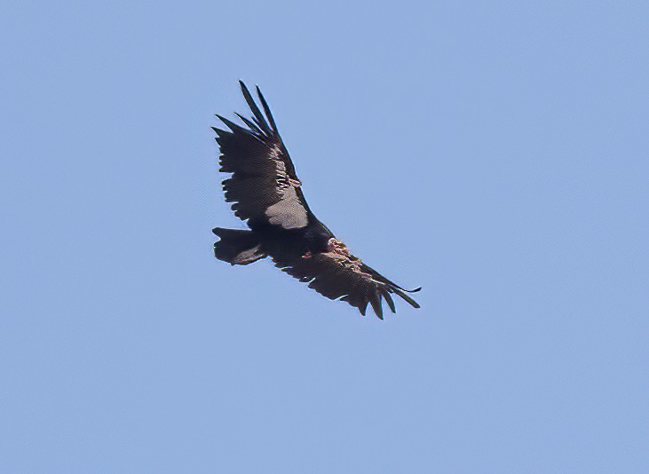 California Condor - ML620325380