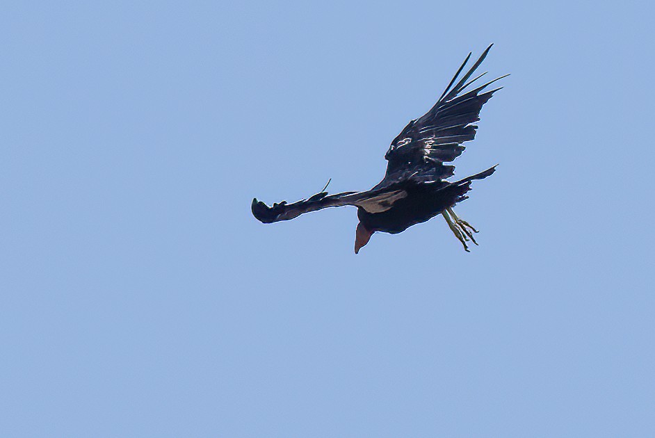 Condor de Californie - ML620325382