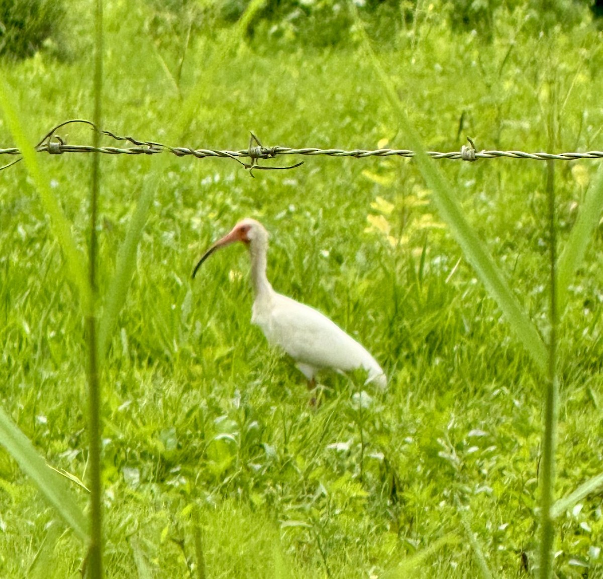 ibis bílý - ML620325386