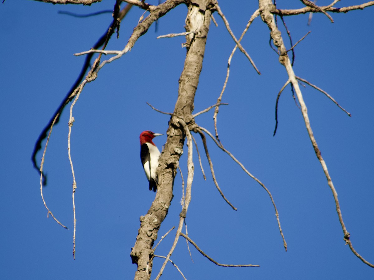 Red-headed Woodpecker - ML620325388