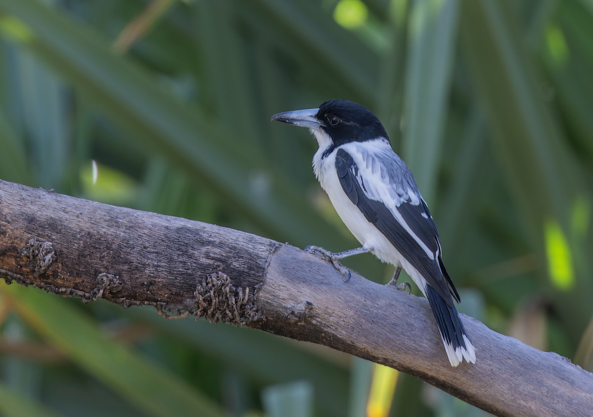 Silver-backed Butcherbird - ML620325391