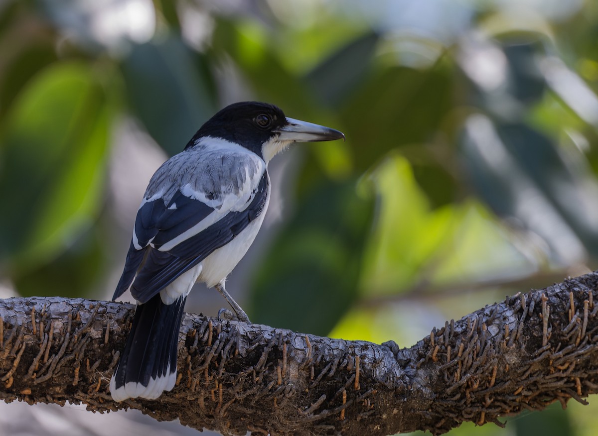 Silver-backed Butcherbird - ML620325392