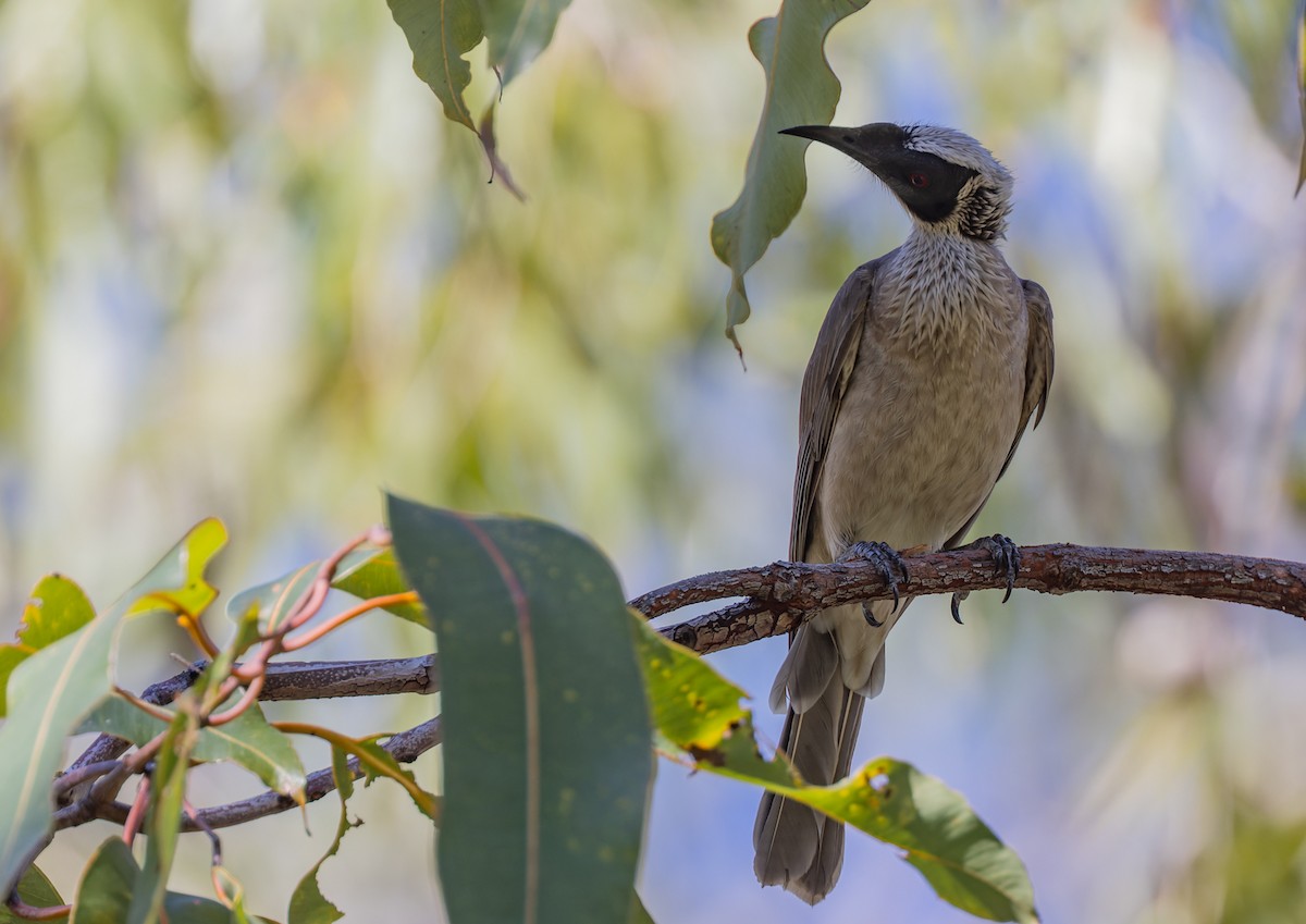 Silver-crowned Friarbird - ML620325407